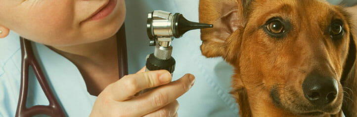 Veterinarian giving a dog a check up