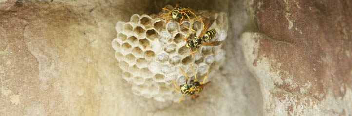 Pest control call for a wasp nest
